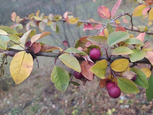 Hupeh cotoneaster (Cotoneaster hupehensis)