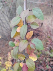 Cotoneaster sylvestrii