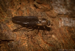 Chiromyzinae