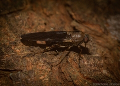 Chiromyzinae