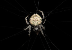 Eriovixia