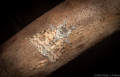 Lymantria nephrographa