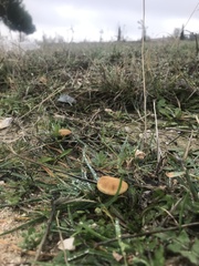 Agrocybe pediades