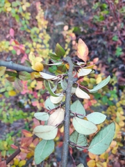 Cotoneaster sylvestrii