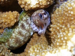 Gymnothorax margaritophorus