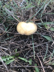 Agrocybe pediades