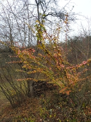Cotoneaster sylvestrii