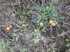 Agrocybe pediades