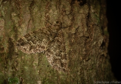 Crasilogia gressitti