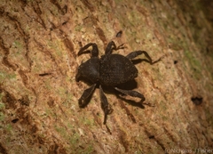 Onidistus araneus