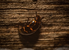 Episcaphula tamburinea