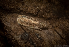 Barea crassipalpis