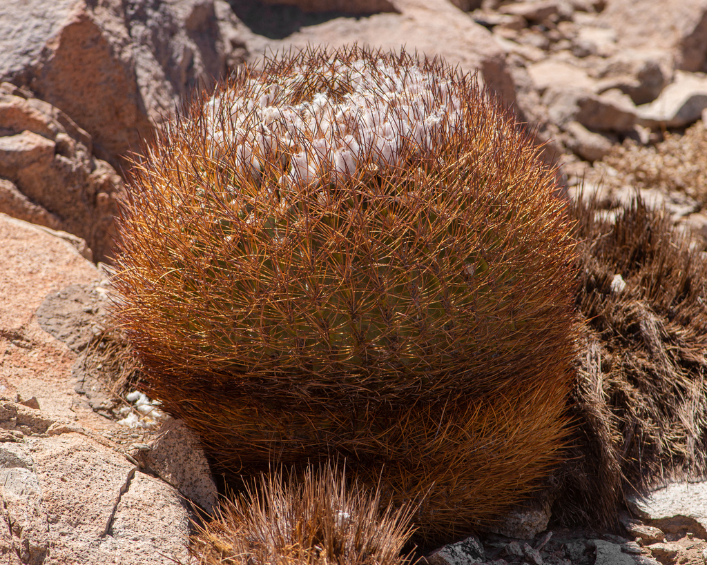 Eriosyce aurata, Copiapó, CL-AT, CL