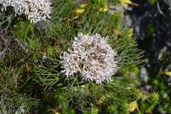 Serruria ascendens