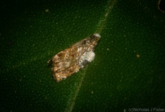 Acroceuthes metaxanthana