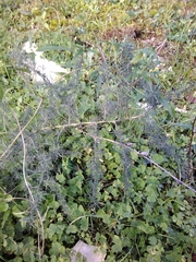 Asparagus acutifolius
