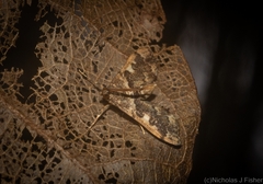 Nacoleia glageropa