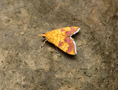Isocentris filalis