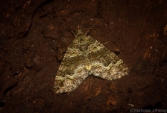 Crasilogia gressitti