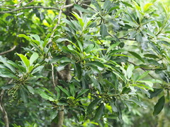 Daphniphyllum oldhami