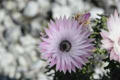 Phaenocoma prolifera