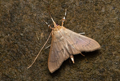 Herpetogramma licarsisalis