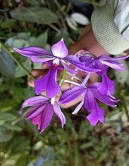 Calanthe masuca