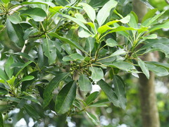 Daphniphyllum oldhami