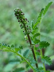 Acaena echinata