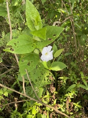 Thunbergia natalensis