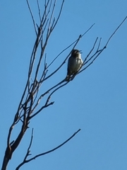 Chrysococcyx basalis