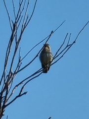 Chrysococcyx basalis