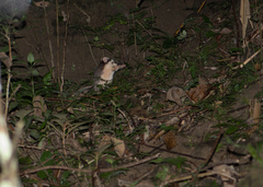 Melogale subaurantiaca