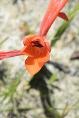Watsonia coccinea