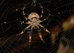 Poltys illepidus