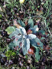 Verbascum pulverulentum