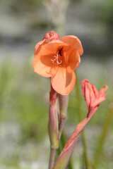 Watsonia coccinea
