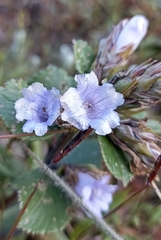 Strobilanthes kunthiana