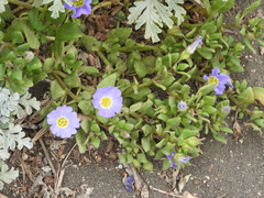 Nolana paradoxa