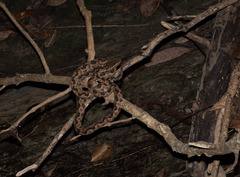 Protobothrops mucrosquamatus