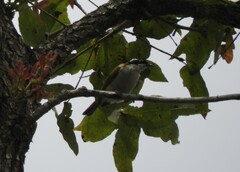 Melithreptus albogularis