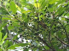 Daphniphyllum oldhami