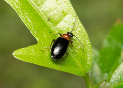 Pentagonica