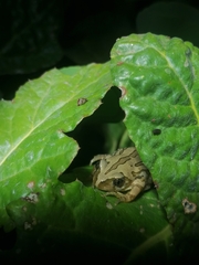 Semnodactylus wealii