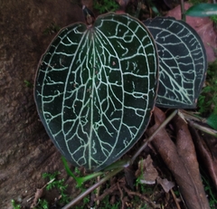 Anoectochilus elatus