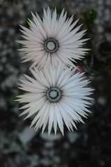 Phaenocoma prolifera