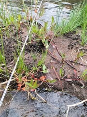Persicaria decipiens