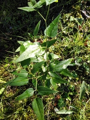 Croton bonplandianus