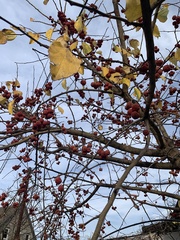 Maclura tricuspidata