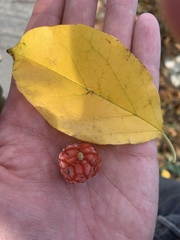 Maclura tricuspidata